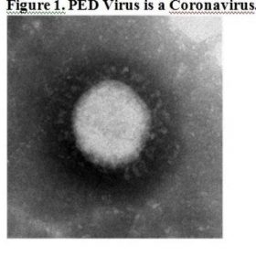 PED Virus